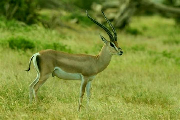 escort La Gazelle