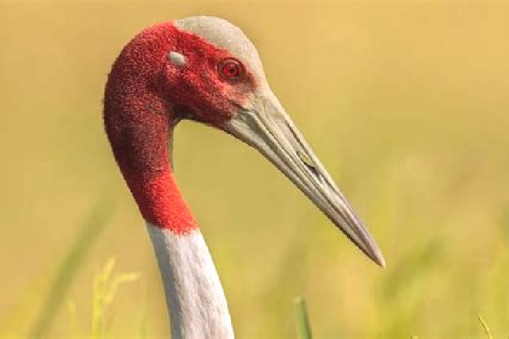 escort La Grulla