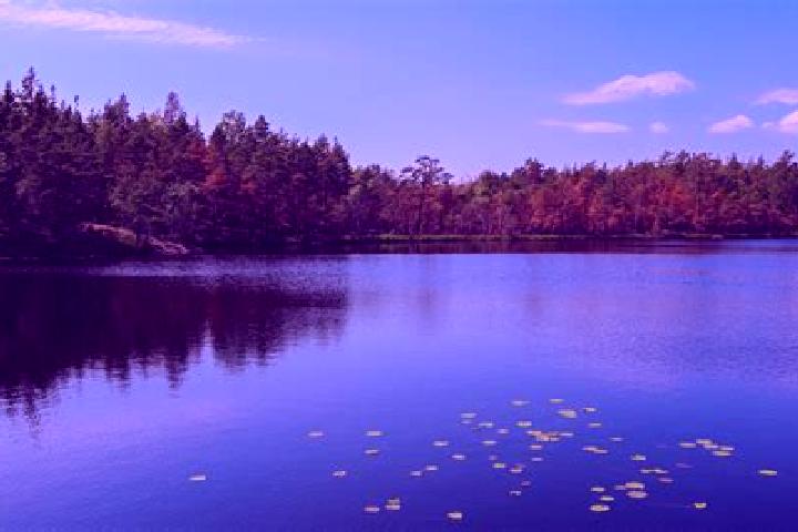 escort Lake Forest