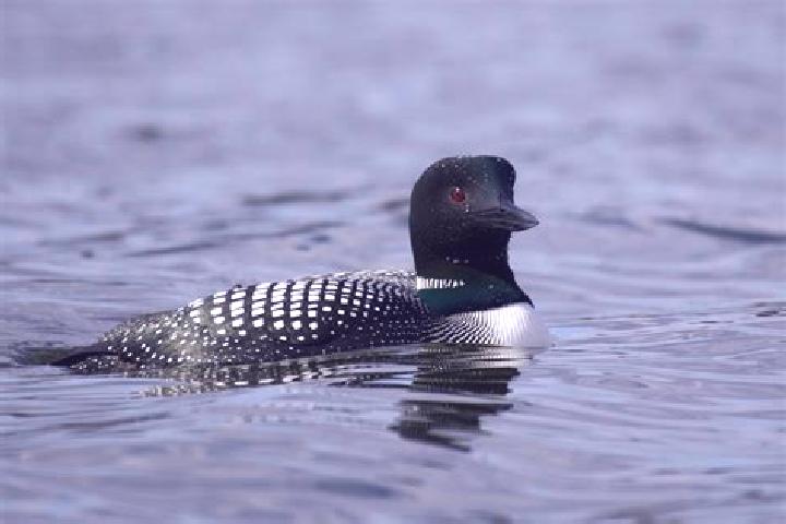 escort Lake Loon