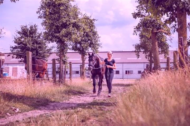 escort Lang s Farm