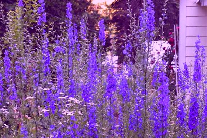 escort Larkspur