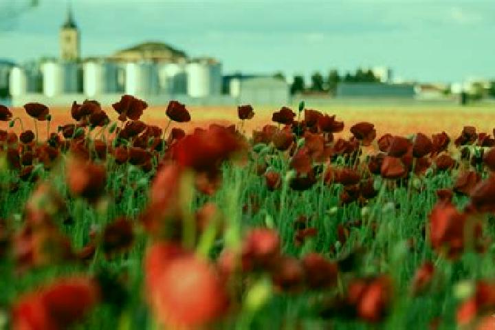 escort Las Amapolas