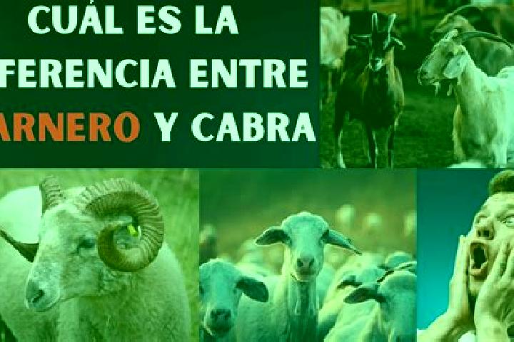 escort Las Cabras