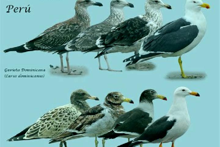 escort Las Gaviotas