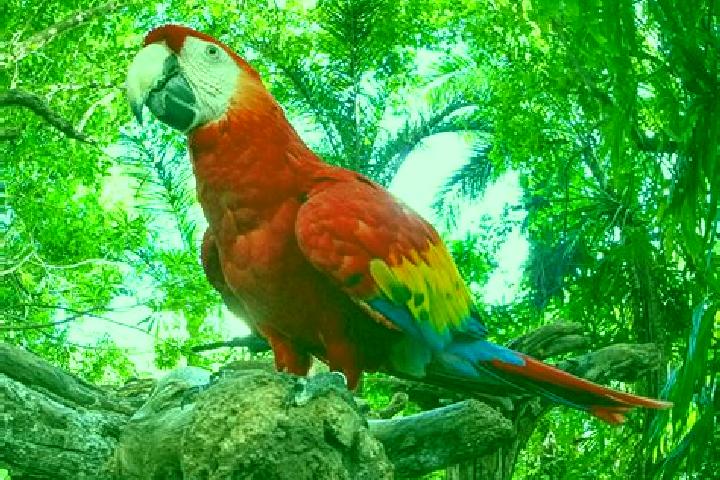 escort Las Guacamayas