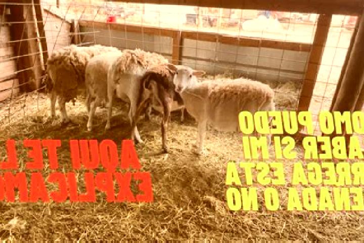 escort Las Guasimas (Las Borregas)