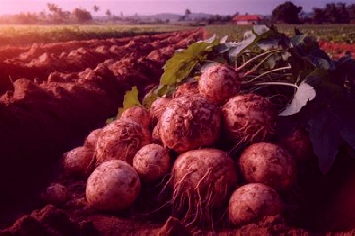 escort Las Jicamas
