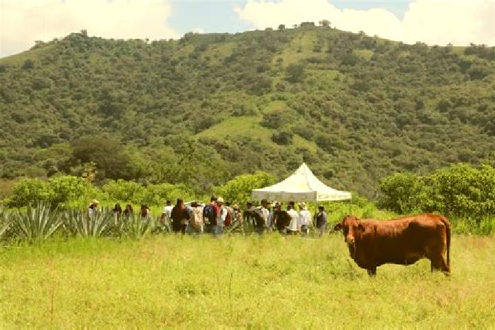 escort Las Mercedes [Agropecuaria]