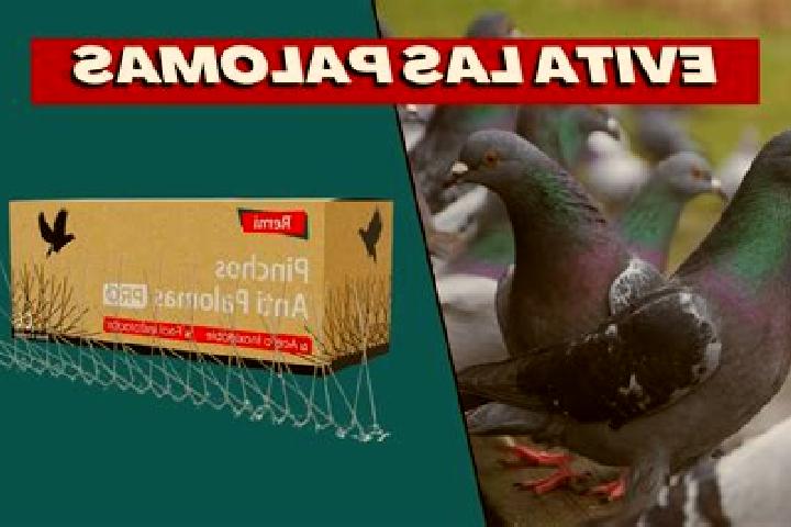 escort Las Palomas (Bajo Paloma)