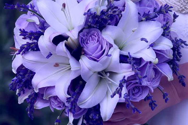 escort Lavender