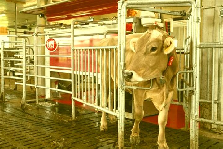 escort Lely
