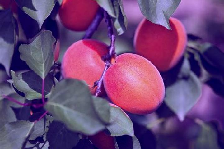 escort Les Abricots