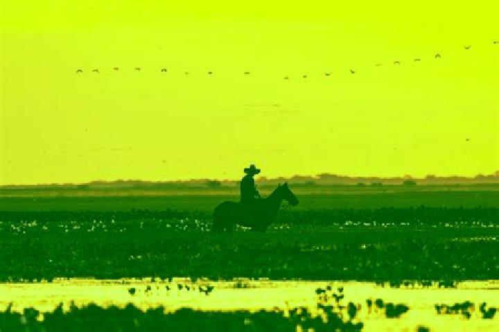 escort Llano de la Y