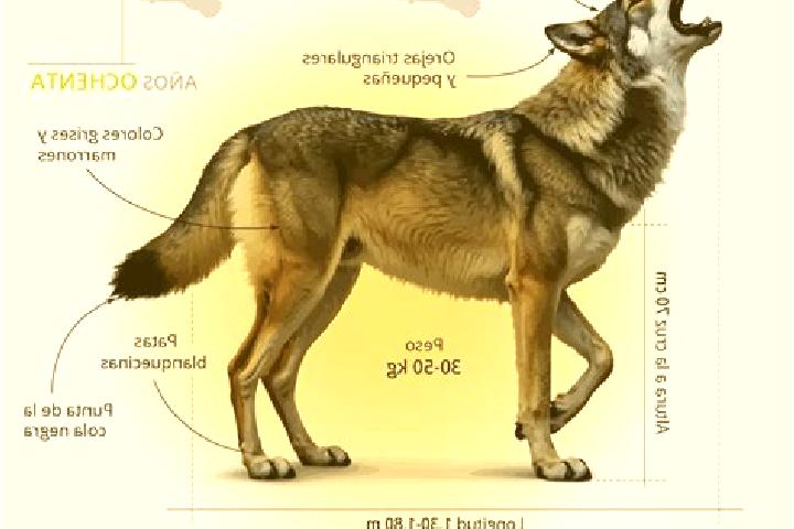 escort Lobo-Akoudzin