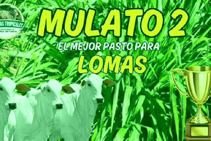 escort Loma Mulato