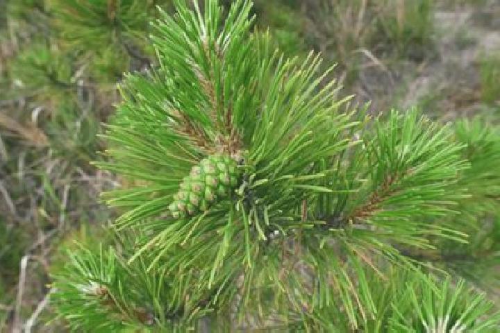 escort Lone Pine