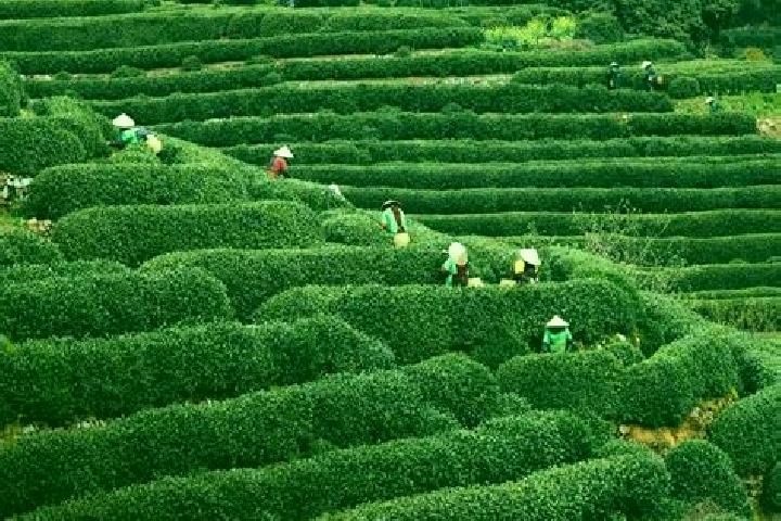 escort Longjing
