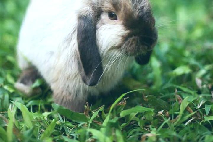 escort Lop