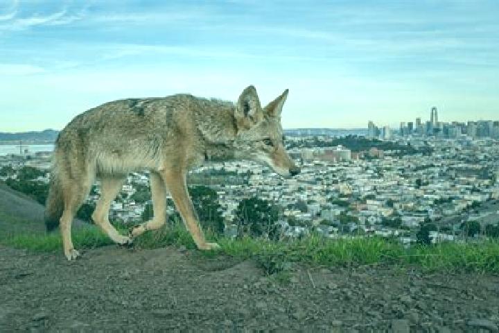 escort Los Coyotes