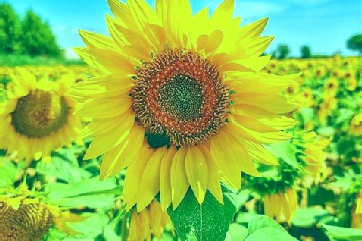 escort Los Girasoles