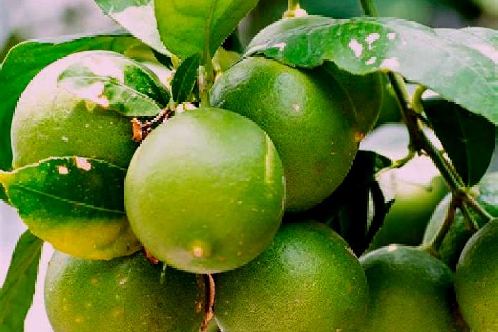 escort Los Limones
