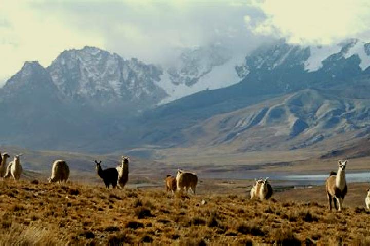 escort Los Llamas