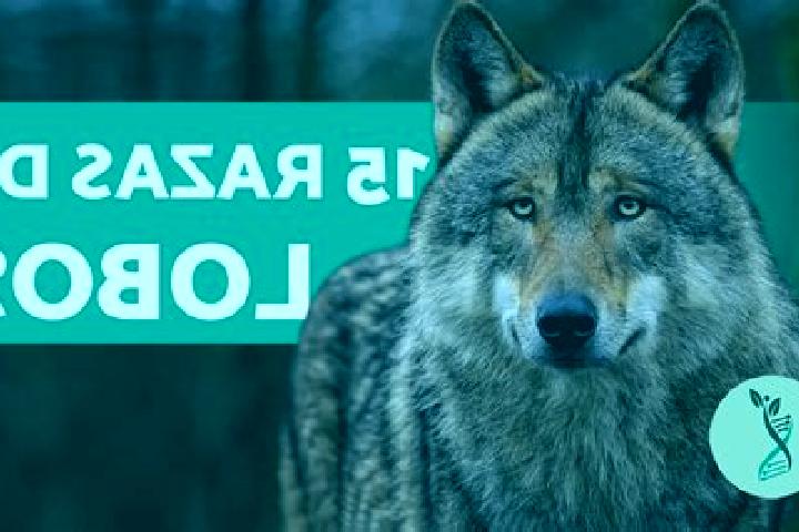 escort Los Lobos