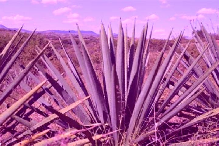 escort Los Magueyes
