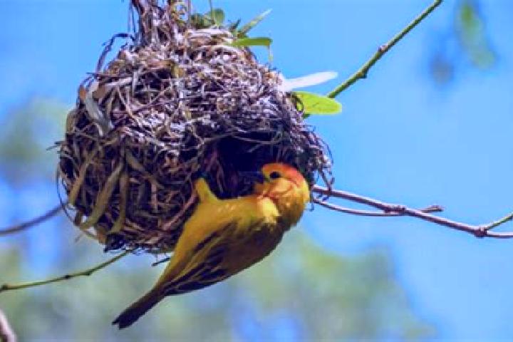 escort Los Pajaros