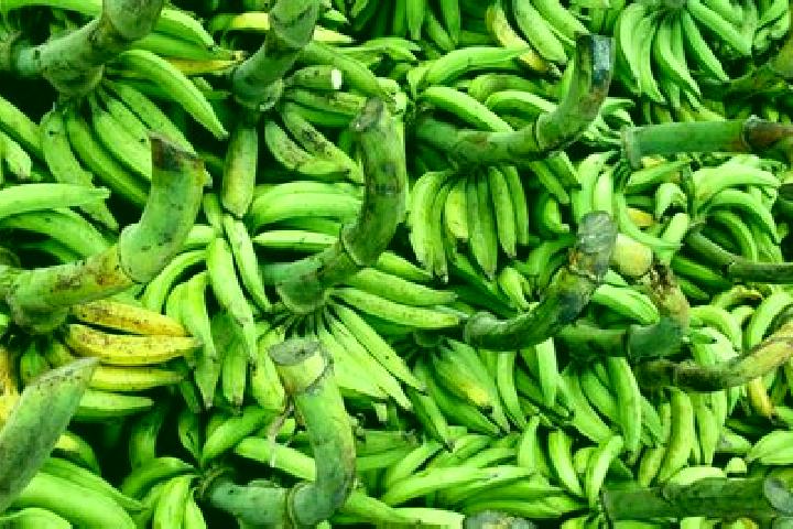 escort Los Platanos