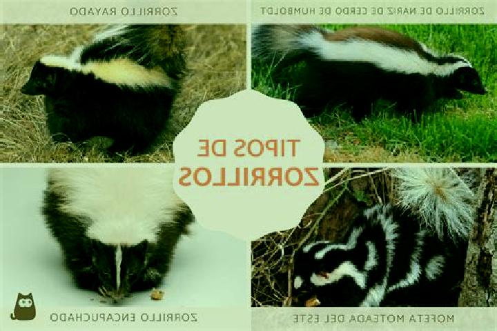 escort Los Reyes (Zorrillos)