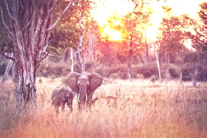 escort Luangwa