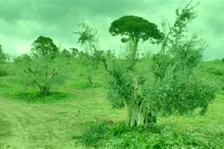 escort Macchia Valfortore