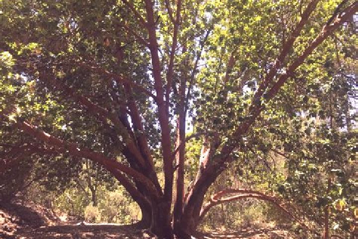 escort Madrone
