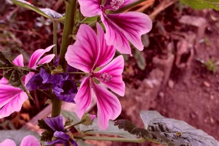 escort Malva