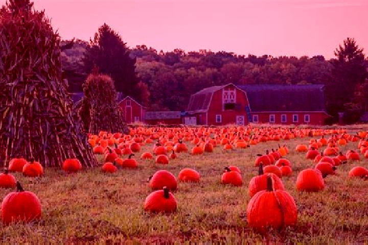 escort Many Farms
