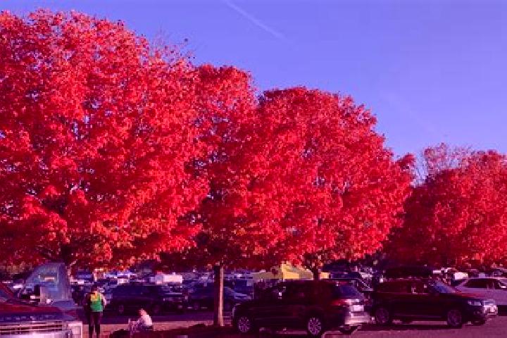 escort Maple Glen