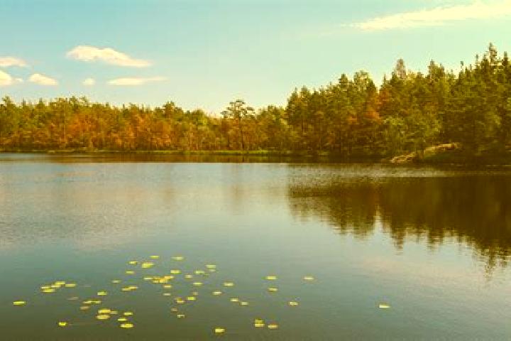 escort Maple Lake
