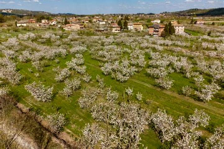 escort Marano sul Panaro