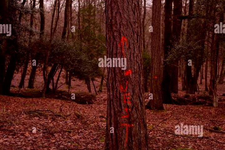 escort Marked Tree