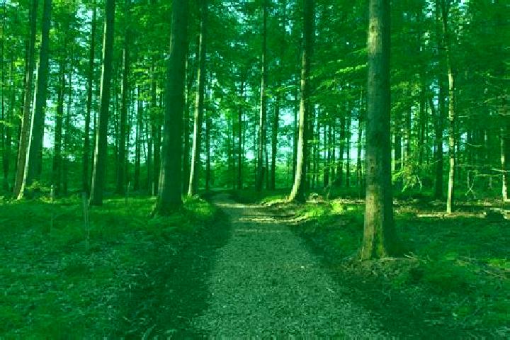escort Markt Wald