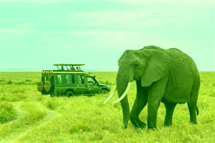 escort Marsabit
