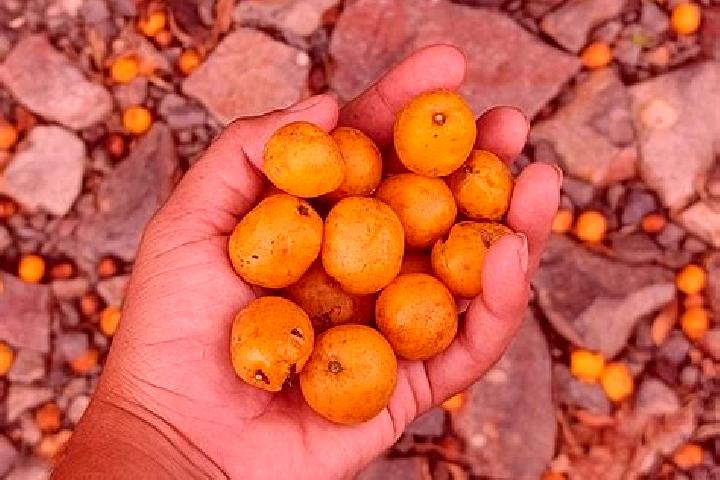 escort Mata de Jobo
