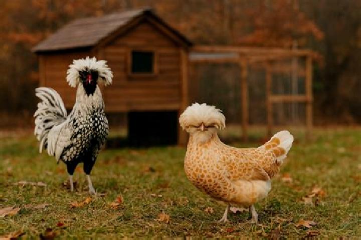 escort Mata Gallina