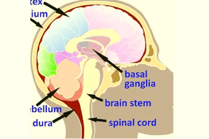 escort Medulla