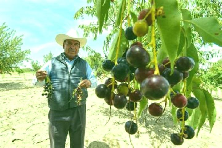 escort Mesa de Capulines