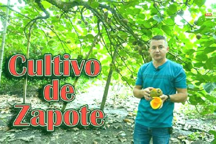 escort Meson Zapote