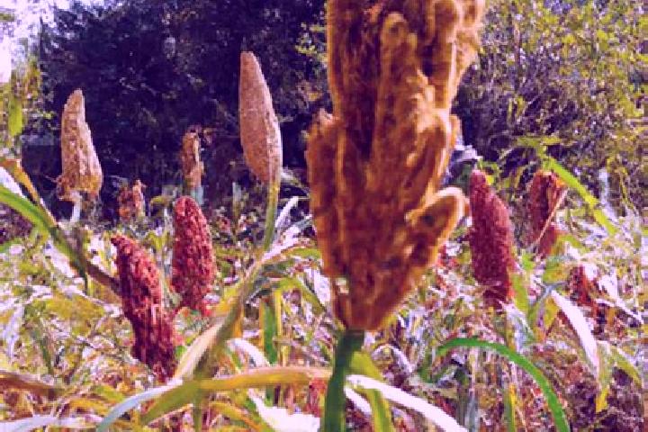 escort Millet