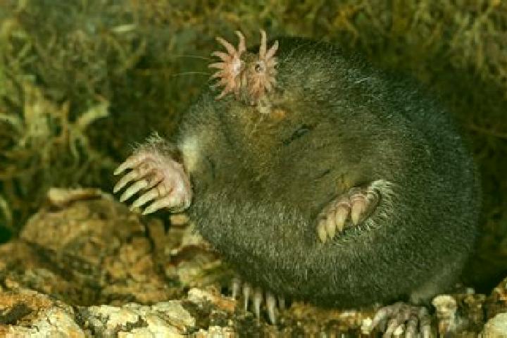 escort Mole